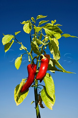 Ripe Chillies being grown in South Gloucestershire England