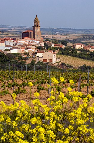 Spring mustard by vineyard at Elvillar Alava Spain  Rioja Alavesa