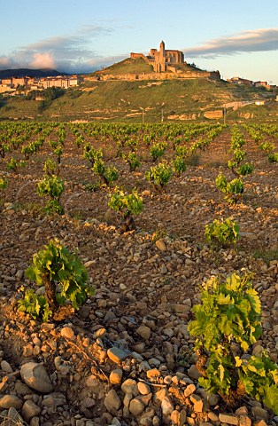 Vineyard at San Vicente de la Sonsierra La Rioja Spain  Rioja Alta
