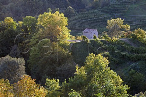 Vineyards in the hills at Rolle Veneto Italy   Prosecco di Conegliano Valdobbiadene