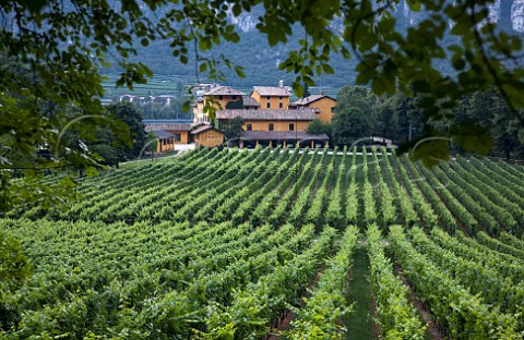 Winery and vineyard of Tenuta San Leonardo Borghetto allAdige Avio Trentino Italy