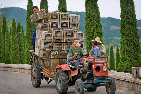 Vineyard workers loading harvested grapes at HuadongParry winery Qingdao Shandong Province China