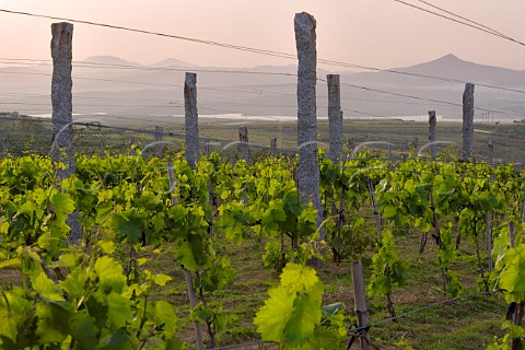 Vineyards of Treaty Port winery Mulangou Village near Penglai Shandong Province China