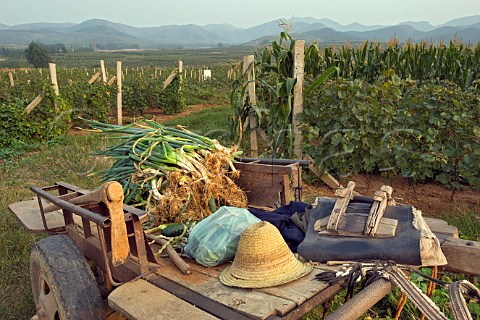 Donkeydrawn cart with harvested vegetables in a vineyard operated for Dynasty winery near Jixian Tianjin province  China