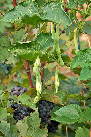 Beans growing among the Cabernet Sauvignon grape vines in vineyard of Dynasty winery Tianjin province China