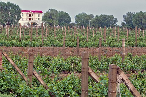Vineyard at Grace Vineyard winery Yellow Plateau Taigu county near Taiyuan Shanxi Provence China