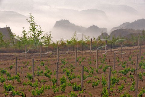 Young vines in vineyard Yellow Valley Taigu county Shanxi province China