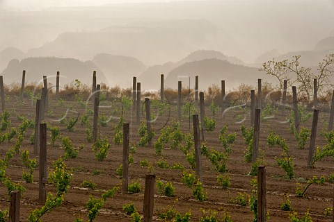 Grace Winery vineyard overlooking Yellow Valley Taigu county Shanxi province China
