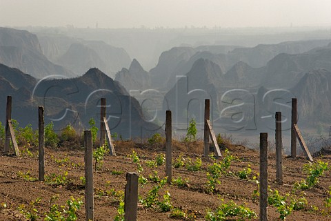 Newly planted vineyard Yellow Valley Taigu county Shanxi province China