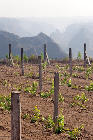 Newly planted vineyard Yellow Valley Taigu county Shanxi province China