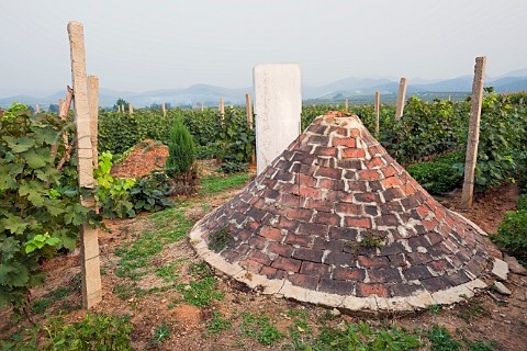 Family graves in vineyard of Dynasty winery Jixian Tianjin province China