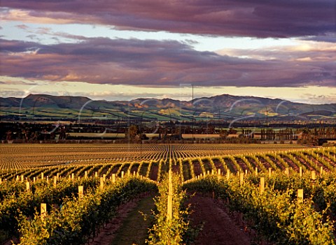 View over vineyards of Camshorn to the  Waipara Valley Canterbury New Zealand  Waipara