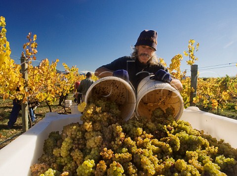 Harvesting Riesling grapes in Ashmore Vineyard for Greywacke the wine of Kevin Judd  Marlborough New Zealand