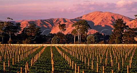 Te Muna Road vineyard of Craggy Range below Nga Waka O Kupe   Martinborough New Zealand  Wairarapa