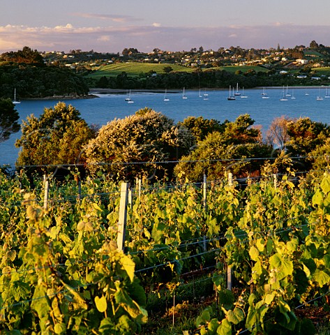 Vineyards surrounding Putiki Bay on Waiheke Island New Zealand