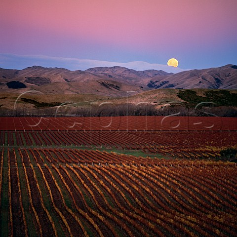 Moonrise over Brancott Estate vineyard Marlborough New Zealand