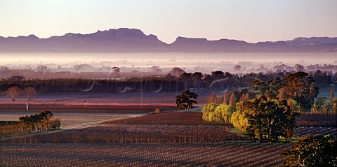 Te Awa Vineyard and C J Pask Trust Block vineyard a frosty winter morning on the Heretaunga Plains with the Sleeping Giant in the distance Hastings New Zealand   Hawkes Bay