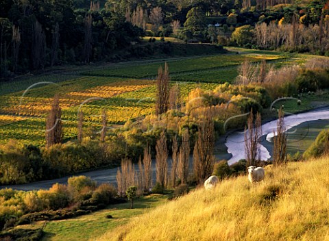 Sacred Hill Dartmoor Vineyard by the Tutaekuri River in the Dartmoor Valley Puketapu New Zealand Hawkes Bay