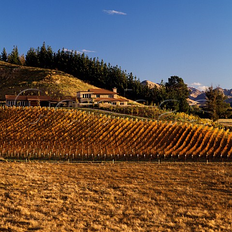 Pinot Noir vineyard at TerraVin in the  Omaka Valley Marlborough New Zealand