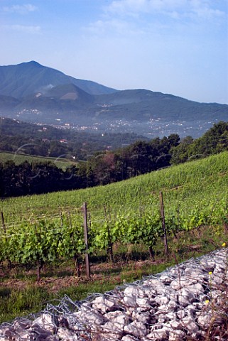 Pietracalda vineyard of Feudi di San Gregorio planted with Fiano vines  Sorbo Serpico Avellino Campania Italy  Fiano d Avellino