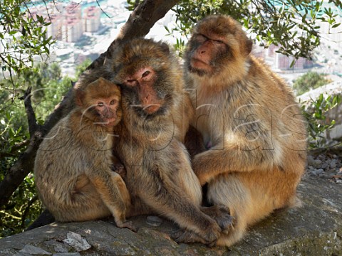 Barbary Macaques on the Rock of Gibraltar
