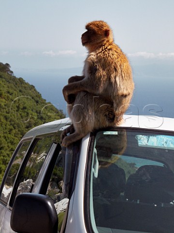 Barbary Macaque sitting on a car roof Rock of Gibraltar