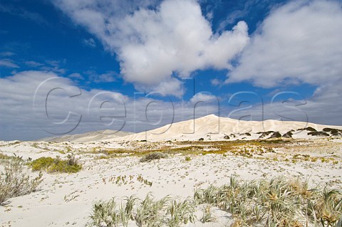 Bilbunya Dunes near Cape Culver Nuytsland Nature Reserve Western Australia Australia