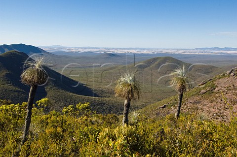 Kingia Grass Trees on Mount Trio in the Sterling Ranges National Park Western Australia