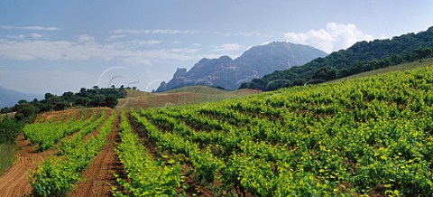 Vineyard of Domaine San Martino near Sartne CorseduSud Corsica France    Vin de CorseSartne
