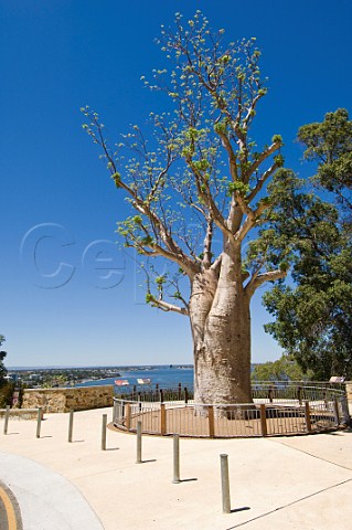 Gija Jumulu Boab Tree Kings Park Gardens Perth Western Australia