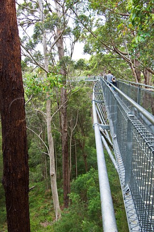 Valley of the Giants Tree Top Walk in WalpoleNornalup National Park Western Australia