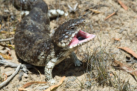 Shingleback Lizard Western Australia