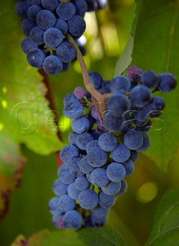 Norton grapes in vineyard of Veramar Berryville Virginia USA  Shenandoah Valley