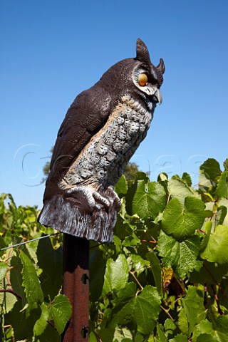 Dummy owl birdscarer in Norton vineyard of Veramar Berryville Virginia USA  Shenandoah Valley AVA