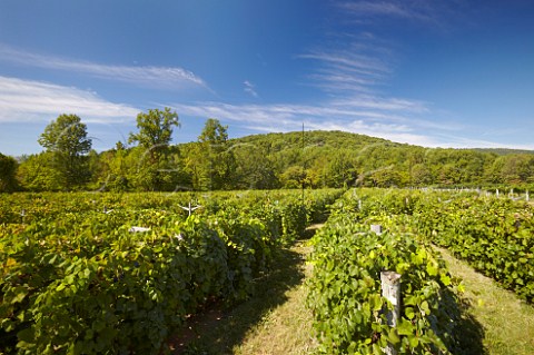 Norton vineyard of Rappahannock Cellars with the Blue Ridge Mountains in distance Huntly Virginia USA