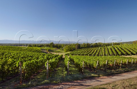 Barboursville Vineyards with the Blue Ridge Mountains in distance   Barboursville Virginia USA  Monticello AVA