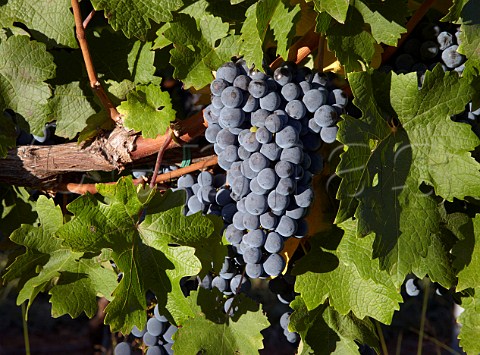Cabernet Sauvignon grapes of Barboursville Vineyards Barboursville Virginia USA Monticello AVA