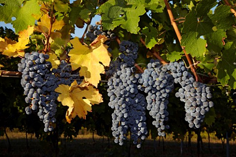 Cabernet Sauvignon grapes of Barboursville Vineyards Barboursville Virginia USA Monticello AVA