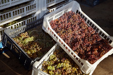Drying Malvasia grapes for Malvaxia Passito at Barboursville Vineyards Barboursville Virginia USA   Monticello AVA