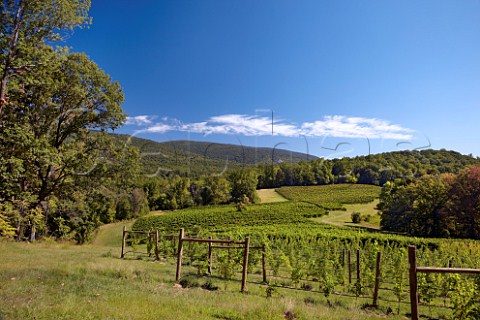 Sauvignon Blanc vineyards of Veritas in the Blue Ridge Mountains   Afton Virginia USA  Monticello AVA