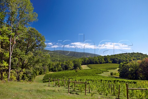 Sauvignon Blanc vineyards of Veritas in the Blue Ridge Mountains   Afton Virginia USA  Monticello AVA