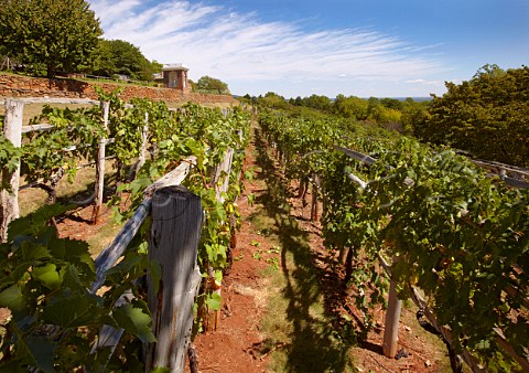 The restored Thomas Jefferson vineyard at Monticello Virginia USA
