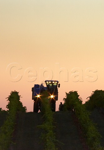 Machine harvesting of Cabernet Franc grapes before sunrise   Barboursville Vineyards Barboursville Virginia USA Monticello AVA