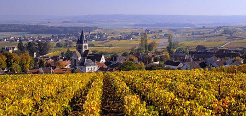 Autumnal vineyard above VilleDommange with village of Sacy beyond  Marne France  Champagne