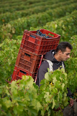 Harvest in vineyard of Chteau dArsac Arsac Gironde France Margaux  Mdoc Cru Bourgeois Suprieur