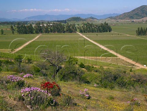 Spring flowers by vineyards of Los Vascos Colchagua Valley Chile