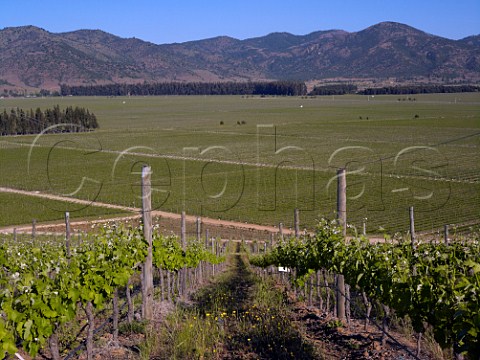 Spring in vineyards of Los Vascos Colchagua Valley Chile