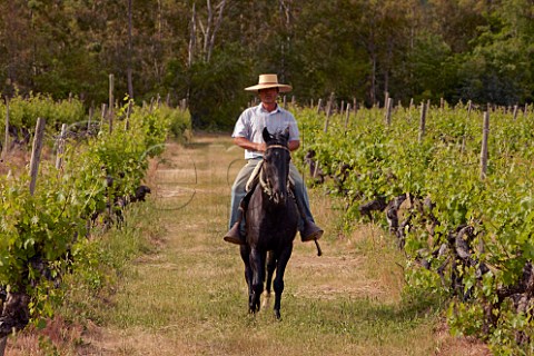Huaso riding through old Cabernet Sauvignon vineyard of Gillmore in the Maule Valley Chile