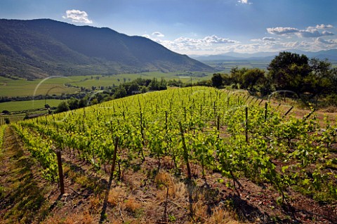 Hillside Petit Verdot vineyard of Altair Cachapoal Valley Chile Rapel