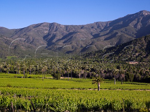 Palm trees in La Palmera vineyard of Via la Rosa Cachapoal Valley Chile Rapel
